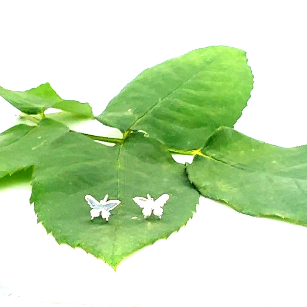 Little Creature Studs Butterfly